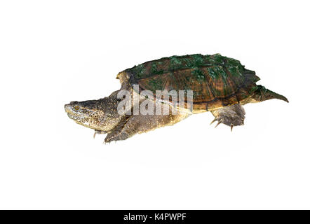 Snapping comune tartaruga (Chelydra serpentina), isolati su sfondo bianco. Foto Stock