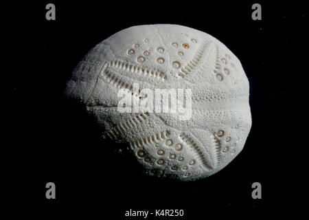 Il test (scheletro) del cuore urchin Breynia australasiae, dall Isola di Lord Howe, NSW, Australia Foto Stock