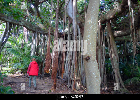 Escursionista passando banyan tree sul posto chiaro via, Isola di Lord Howe, NSW, Australia. No signor Foto Stock