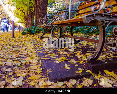 Nara, Giappone - 26 luglio 2017: close up di giallo di foglie sotto una sedia pubblica, vista del paesaggio autunnale, con Giallo autunno alberi e foglie ,foglie colorate in autunno park a Kyoto Foto Stock