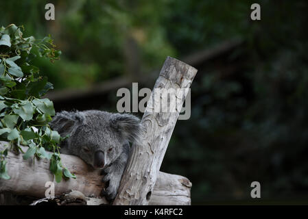 Madrid, Spagna. 06 Sep, 2017. Mayra, a 7 anni femmina di Koala raffigurato appoggiato nel suo involucro a zoo di Madrid. Perché la dieta di eucalipto ha limitato e nutrizionali contenuto calorico, koala (Phascolarctos cinereus) sono in gran parte sedentari e per dormire fino a 20 ore al giorno. Credito: Jorge Sanz/Pacific Press/Alamy Live News Foto Stock