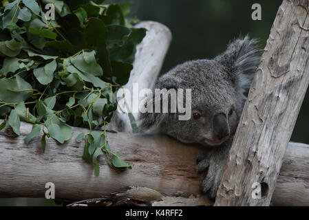 Madrid, Spagna. 06 Sep, 2017. Mayra, a 7 anni femmina di Koala raffigurato appoggiato nel suo involucro a zoo di Madrid. Perché la dieta di eucalipto ha limitato e nutrizionali contenuto calorico, koala (Phascolarctos cinereus) sono in gran parte sedentari e per dormire fino a 20 ore al giorno. Credito: Jorge Sanz/Pacific Press/Alamy Live News Foto Stock