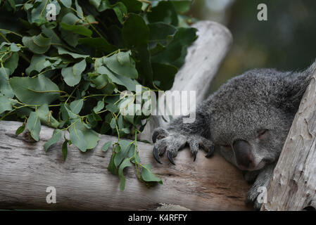 Madrid, Spagna. 06 Sep, 2017. Mayra, a 7 anni femmina di Koala raffigurato appoggiato nel suo involucro a zoo di Madrid. Perché la dieta di eucalipto ha limitato e nutrizionali contenuto calorico, koala (Phascolarctos cinereus) sono in gran parte sedentari e per dormire fino a 20 ore al giorno. Credito: Jorge Sanz/Pacific Press/Alamy Live News Foto Stock