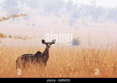 Femmina selvatici kudu nel parco nazionale di Pilanesberg, sud africa Foto Stock