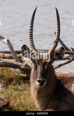 Waterbuck fissando la telecamera nel parco nazionale di Pilanesberg, sud africa Foto Stock