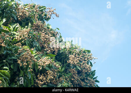 Longan frutteti - Frutti tropicali bella longan in Thailandia. Foto Stock