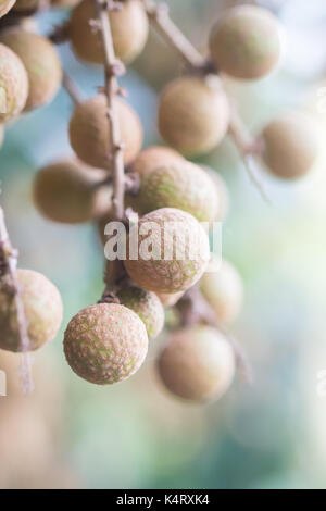 Longan frutteti - Frutti tropicali bella longan in Thailandia. Foto Stock