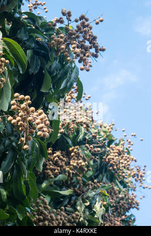 Longan frutteti - Frutti tropicali bella longan in Thailandia. Foto Stock