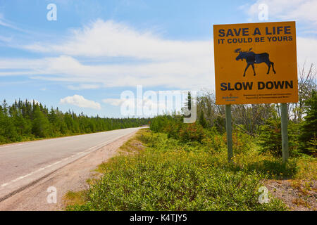 Firmare i driver di avvertimento di pericolo di alci che attraversano la superstrada, Terranova, Canada Foto Stock