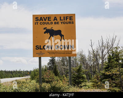 Firmare i driver di avvertimento di pericolo di alci che attraversano la superstrada, Terranova, Canada Foto Stock