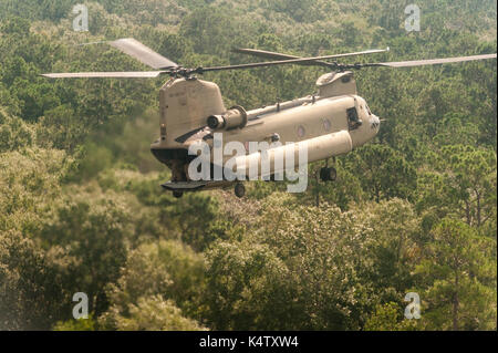 Un Ohio National Guard CH-47 Chinooks offre il fieno per il bestiame a filamento dopo l uragano Harvey inondazioni vicino a Beaumont, Texas, Sett. 5, 2017. Foto Stock