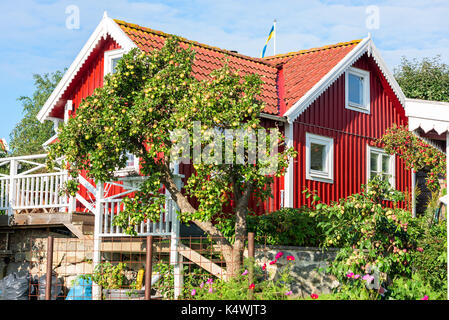 Albero della mela con un sacco di frutta nella parte anteriore del rosso e del bianco di cabina e circondato da giardino ambiente. Foto Stock