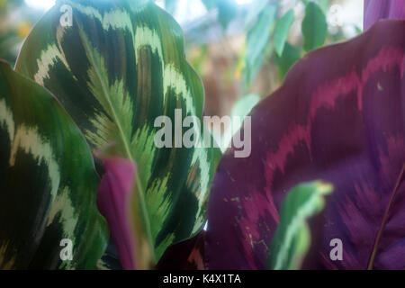 Close up di fogliame di maranta leuconeura Foto Stock