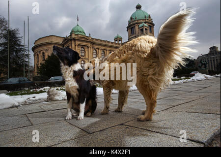 Due cani randagi sniffing ogni altro Foto Stock