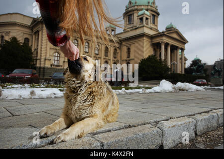 Ragazza alimentazione di un cane randagio sulla strada Foto Stock