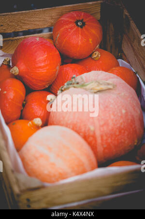 Mix di piccole ang fresco di grandi dimensioni arancio brillante pumkins in cassetta di legno. messa a fuoco selettiva con profondità di campo ridotta. raccolto verticale in toni sfumati Foto Stock