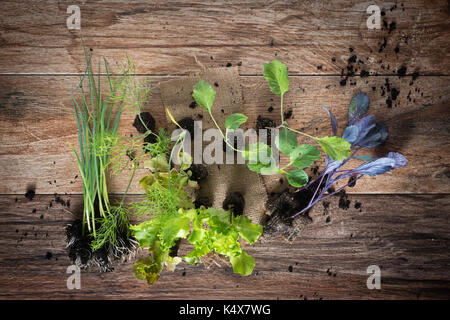 Giovani piante su legno rustico sfondo. vista dall'alto. la lattuga, cavolo, finocchio, leek piantine. Foto Stock