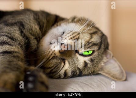 Gatto pelo con Bright Green eye Foto Stock