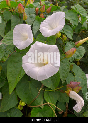 Centinodia,hedge centinodia, o bellbind Calystegia sepium in aggrovigliato siepe norfolk Foto Stock