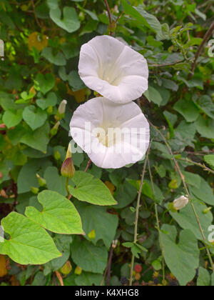 Centinodia,hedge centinodia, o bellbind Calystegia sepium in aggrovigliato siepe norfolk Foto Stock