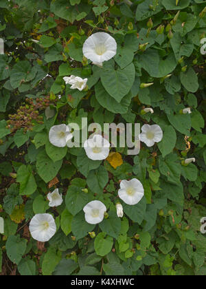 Centinodia,hedge centinodia, o bellbind Calystegia sepium in aggrovigliato siepe norfolk Foto Stock