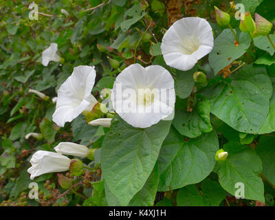 Centinodia,hedge centinodia, o bellbind Calystegia sepium in aggrovigliato siepe norfolk Foto Stock