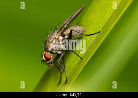 Ritratto della piccola casa Muscid fly, Helina reversio, un alimentatore di polline più comuni in Inghilterra del Sud Foto Stock