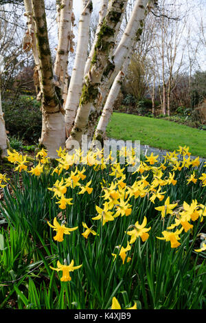 Narcissus 'febbraio Oro' aggiunge un tocco di tardo inverno giallo sotto la corteccia di argento di,Betula 'Fetisowii' presso il Garden House, Devon, Regno Unito Foto Stock