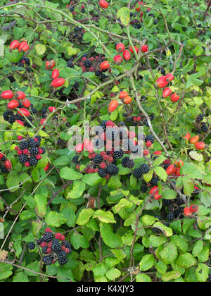 More di rovo Rubus fruticosus con rosa canina in aggrovigliato siepe Norfolk Foto Stock