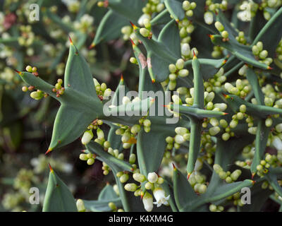 Colletia paradoxa o ancoraggio pianta originaria dell Uruguay, s brasile Foto Stock