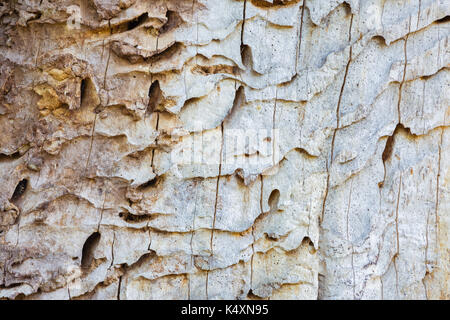 La morte parte del vecchio albero - dettaglio. Foto Stock