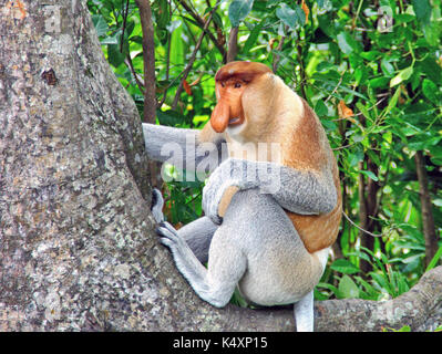 Becchi le scimmie nella giungla del Borneo (Kalimantan) Foto Stock