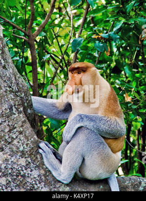 Becchi le scimmie nella giungla del Borneo (Kalimantan) Foto Stock