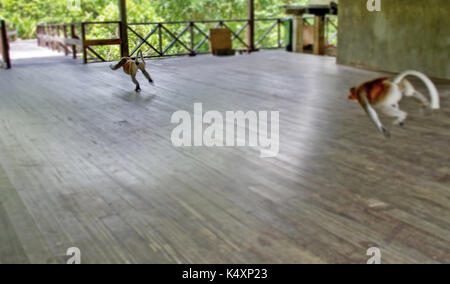 Becchi le scimmie nella giungla del Borneo (Kalimantan) Foto Stock