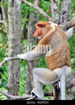 Becchi le scimmie nella giungla del Borneo (Kalimantan) Foto Stock