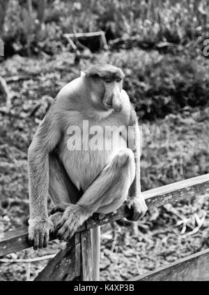 Becchi le scimmie nella giungla del Borneo (Kalimantan) Foto Stock