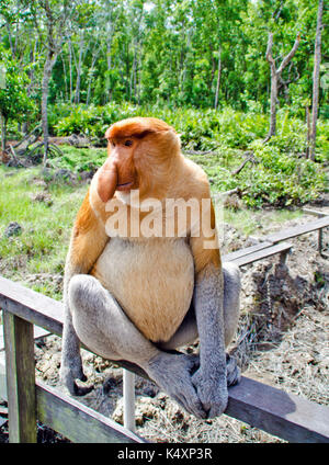 Becchi le scimmie nella giungla del Borneo (Kalimantan) Foto Stock