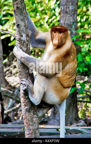 Becchi le scimmie nella giungla del Borneo (Kalimantan) Foto Stock