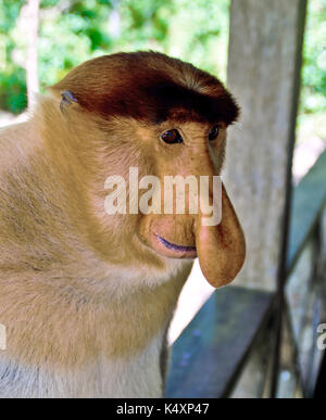 Becchi le scimmie nella giungla del Borneo (Kalimantan) Foto Stock