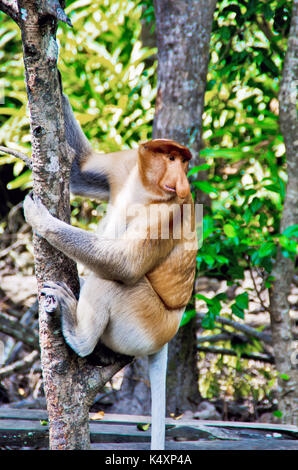 Becchi le scimmie nella giungla del Borneo (Kalimantan) Foto Stock