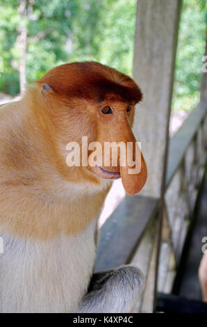 Becchi le scimmie nella giungla del Borneo (Kalimantan) Foto Stock