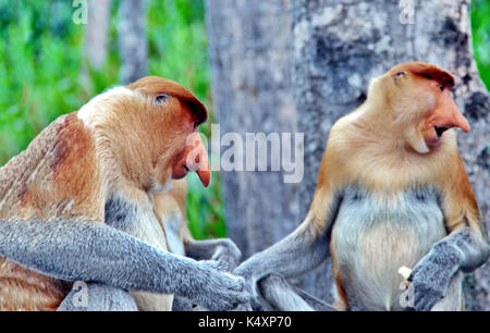 Becchi le scimmie nella giungla del Borneo (Kalimantan) Foto Stock