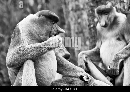 Becchi le scimmie nella giungla del Borneo (Kalimantan) Foto Stock