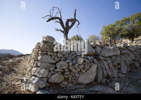 Dead ulivo del villaggio abbandonato di Mikro Horio, Tilos, Grecia Foto Stock