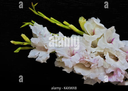 Bel bouquet di bianco, gladioluses rosa su sfondo nero Foto Stock