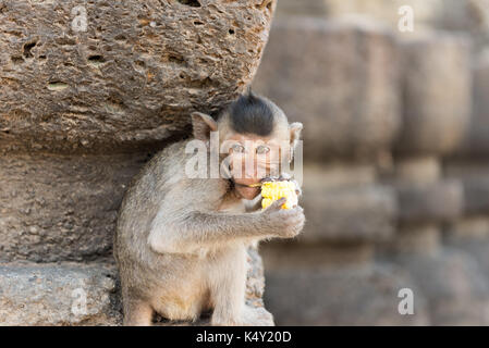 Scimmia piccola godere di mangiare mais Foto Stock