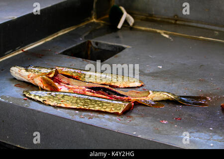 Due filetti rimossi da un martinetto di pesce. Foto Stock