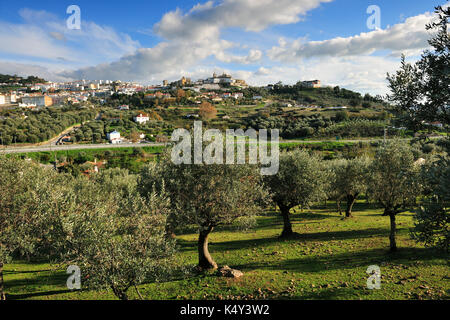 Oliveti nei pressi di Portalegre. Alentejo, Portogallo Foto Stock