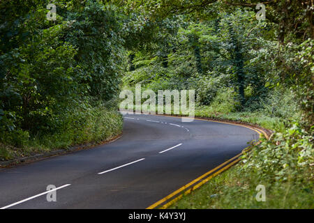 Strada asfaltata attraverso la foresta in estate. Foto Stock