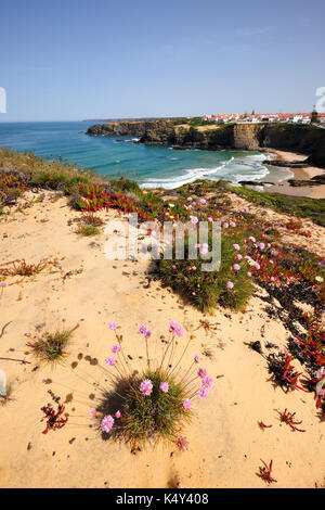 L'armeria pungens blossom. zambujeira do mar. sudoeste alentejano e costa vicentina parco naturale, la più selvaggia costa atlantica in Europa. Portogallo Foto Stock